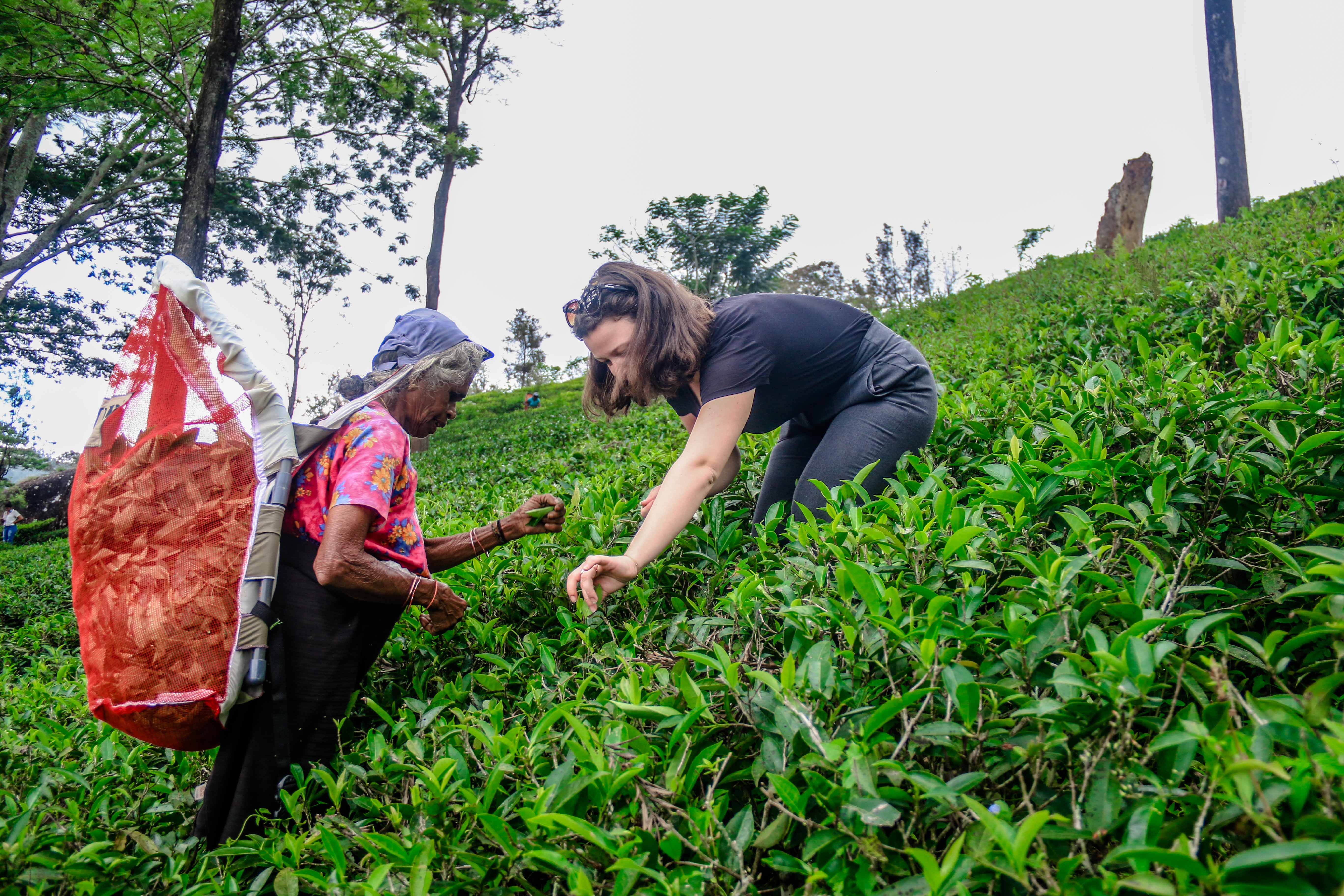 Plantation de thé bio au Sri Lanka
